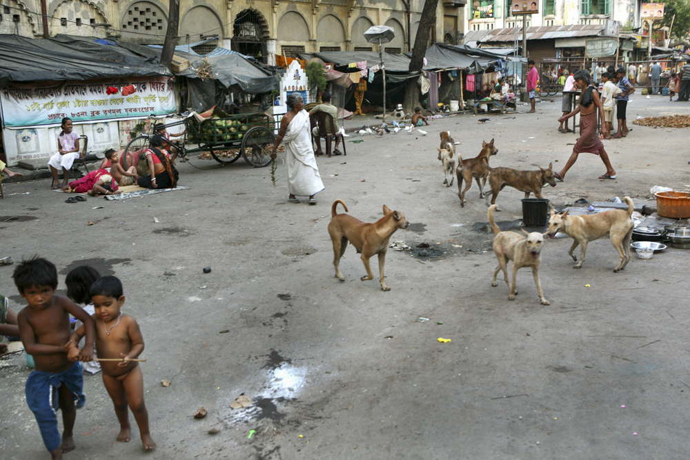 kolkata kalkutta indien menschen straßenhunde